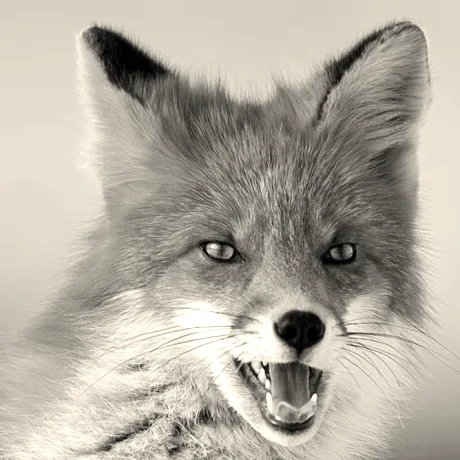 Der Fuchs als Zeichen der MvR-Unternehmensberatung